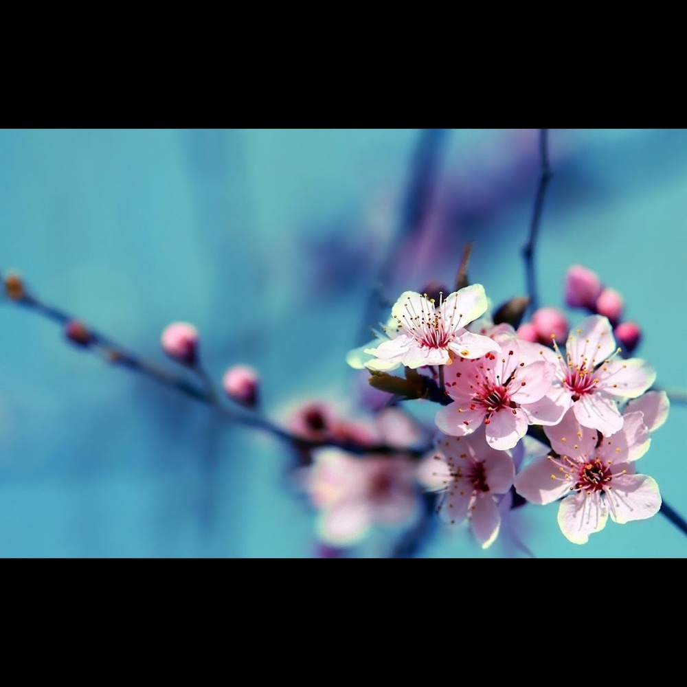 Posh Ambassador, high quality items, fast shipping, top rated seller, 450+sales!